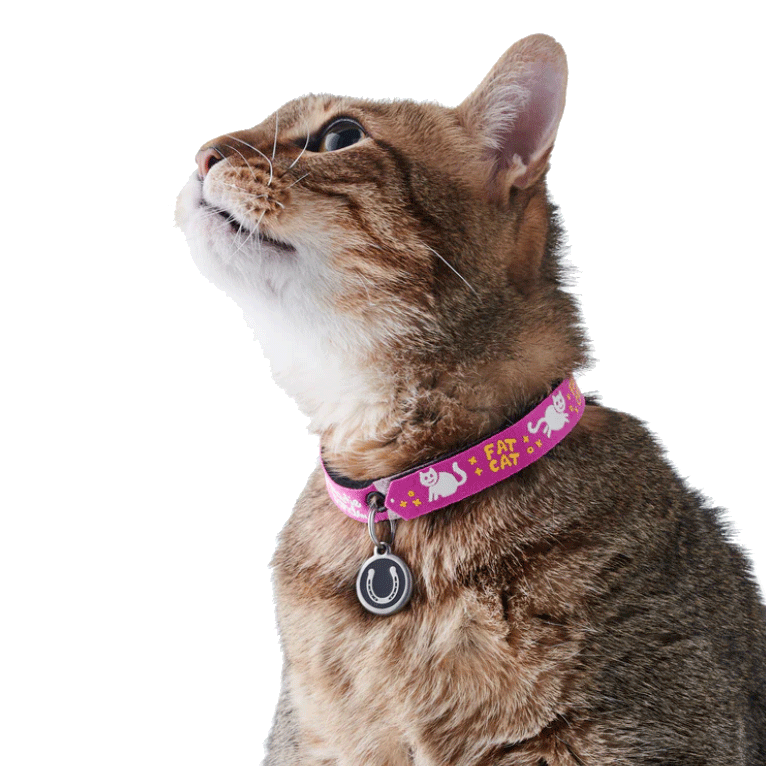 Beastie Band Cat Collar - Random Design