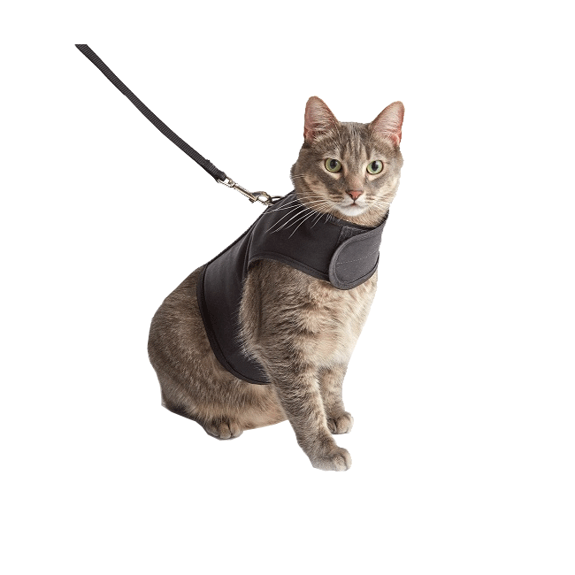 Feline harness best sale