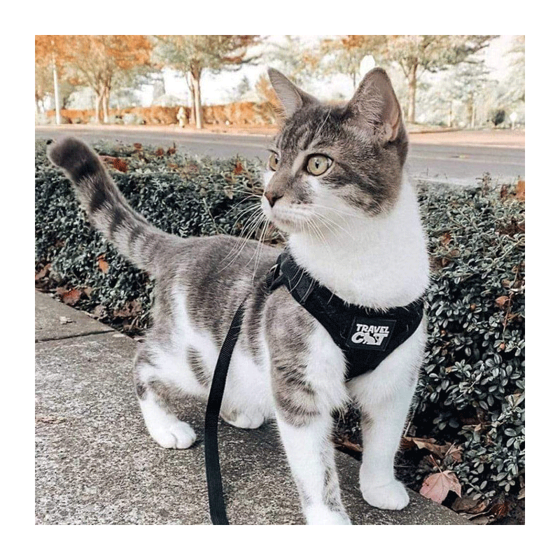 Adventurer Travel Cat Harness and Leash Set Black