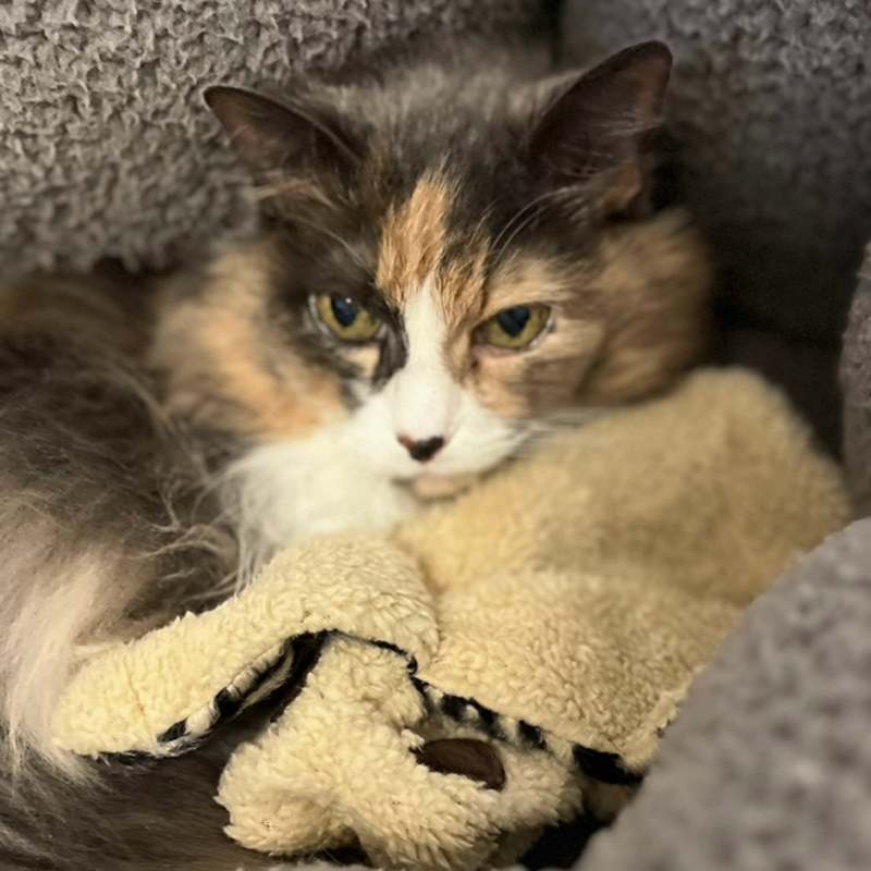 Catnip Franny Cat Toy and Anxiety Reducing Aide
