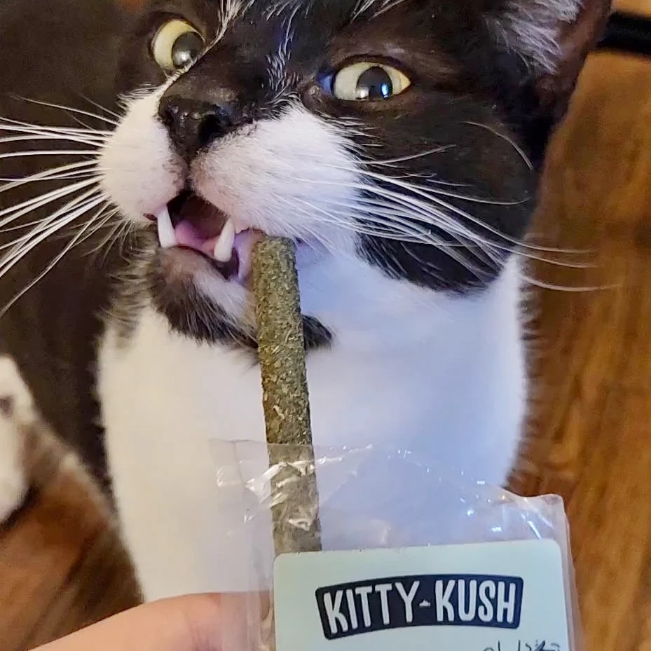 Kitty Kush Chewie Doobie Silvervine Chew Sticks