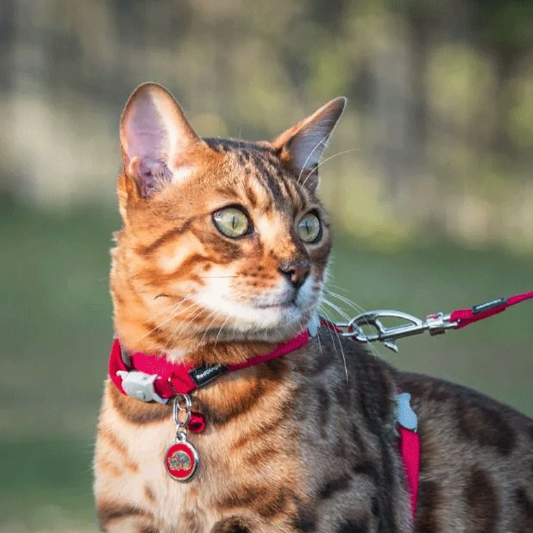 Red Dingo Pet ID Tags - Small Designs 1