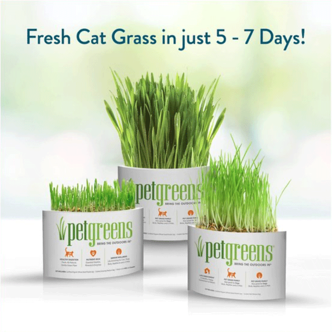 Pet Greens Self Grow Medley Pet Grass