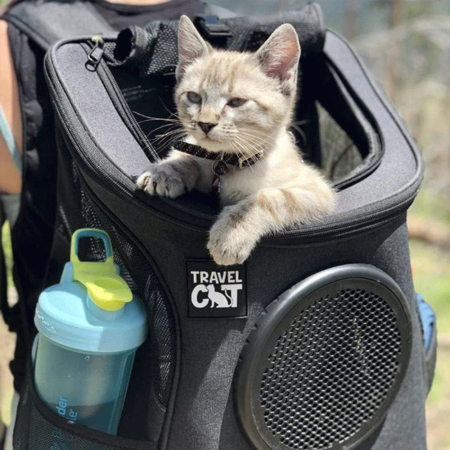 The Fat Cat Cat Backpack for Larger Cats