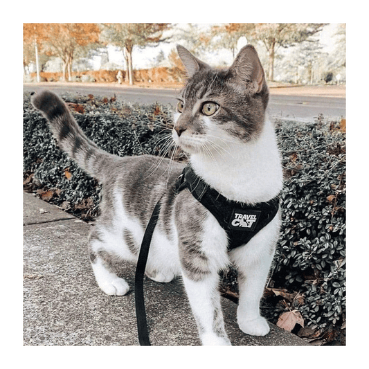 Adventurer Travel Cat Harness and Leash Set Black