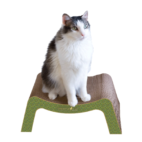 Scratch-n-Snooze Cardboard Cat Scratcher - Peacock