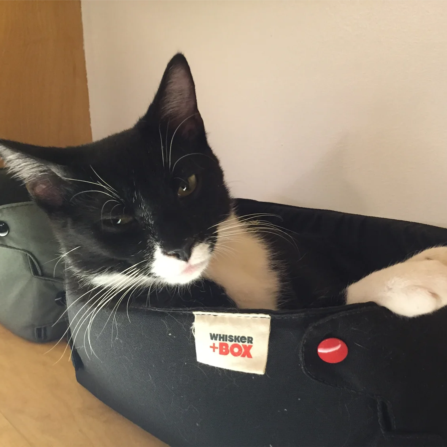 The Whisker Box Cat Bed