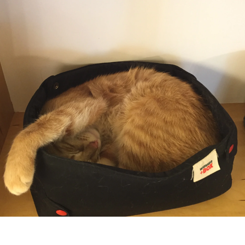 The Whisker Box Cat Bed
