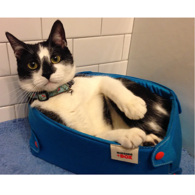 The Whisker Box Cat Bed