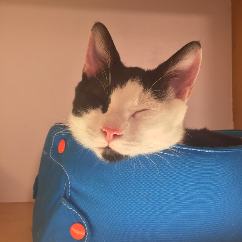 The Whisker Box Cat Bed