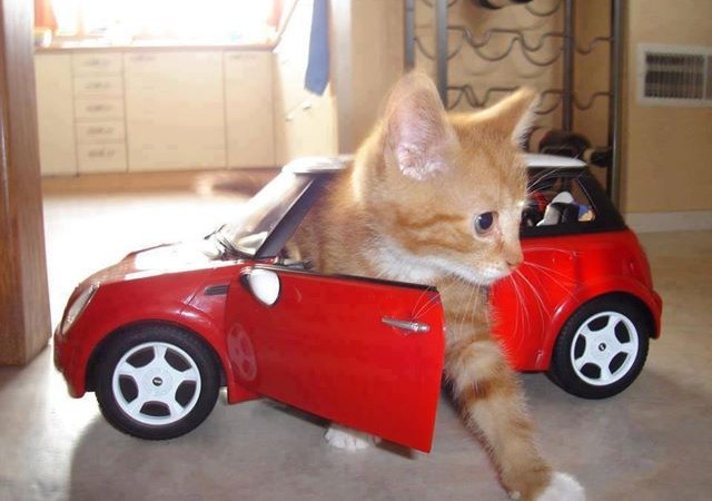 How To Calm Down A Cat In A Car - Cat Lovster